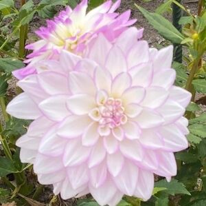 Have A Wonderful Day